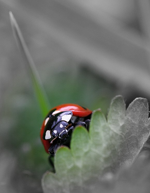 Coccinella