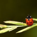 Coccinella