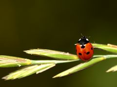 Coccinella