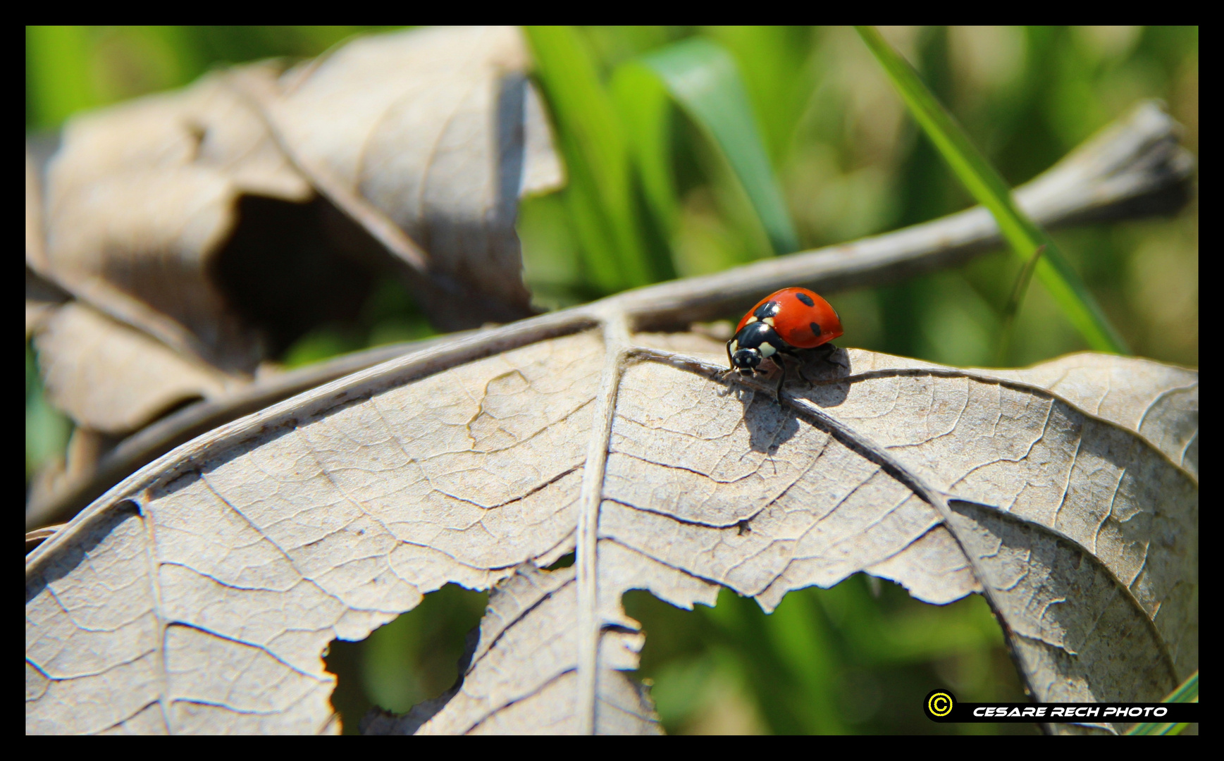 Coccinella