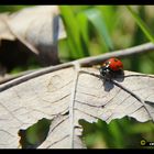 Coccinella