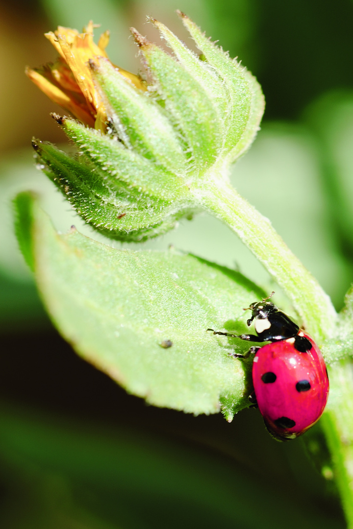 coccinella