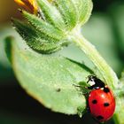 coccinella