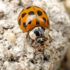 Coccinella