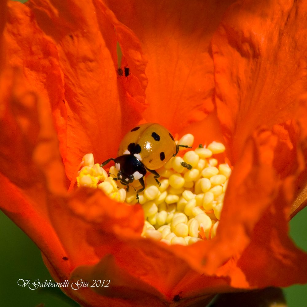 Coccinella