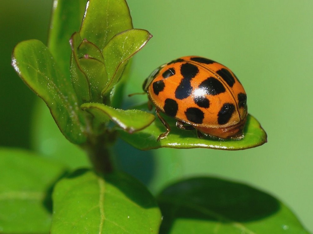 Coccinella 2