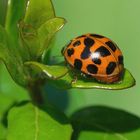 Coccinella 2