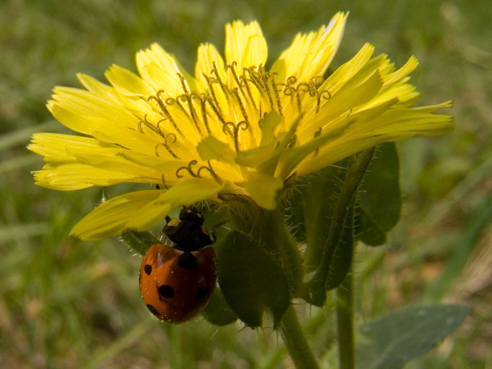 Coccinella 2