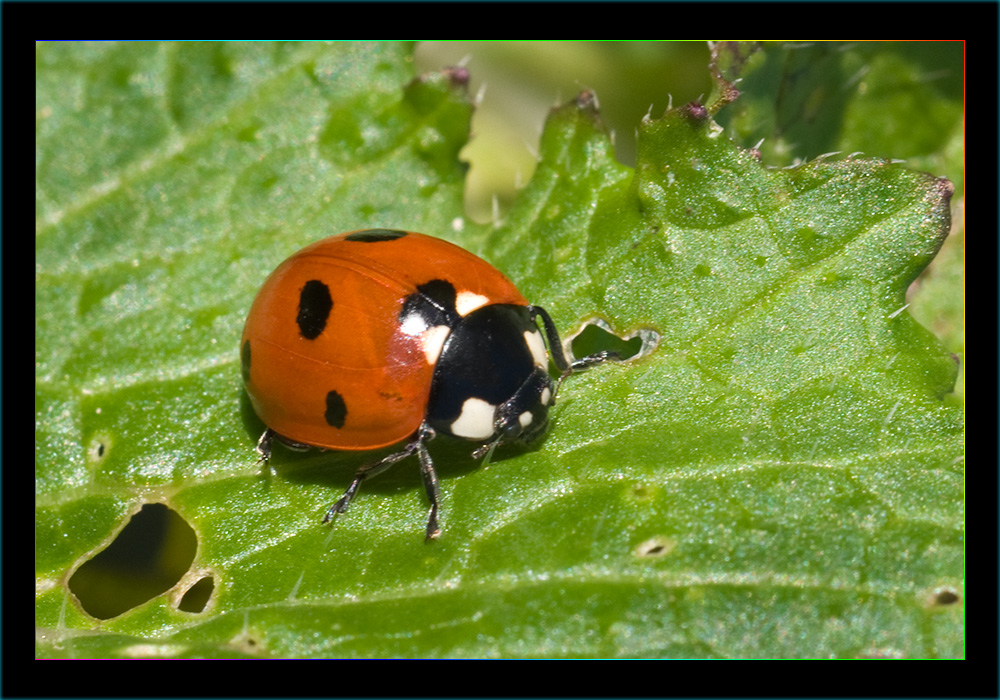 Coccinella 2