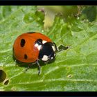 Coccinella 2