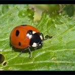 Coccinella 2