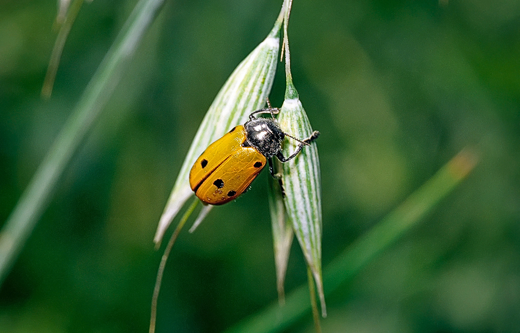 Coccinella 2