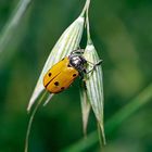 Coccinella 2