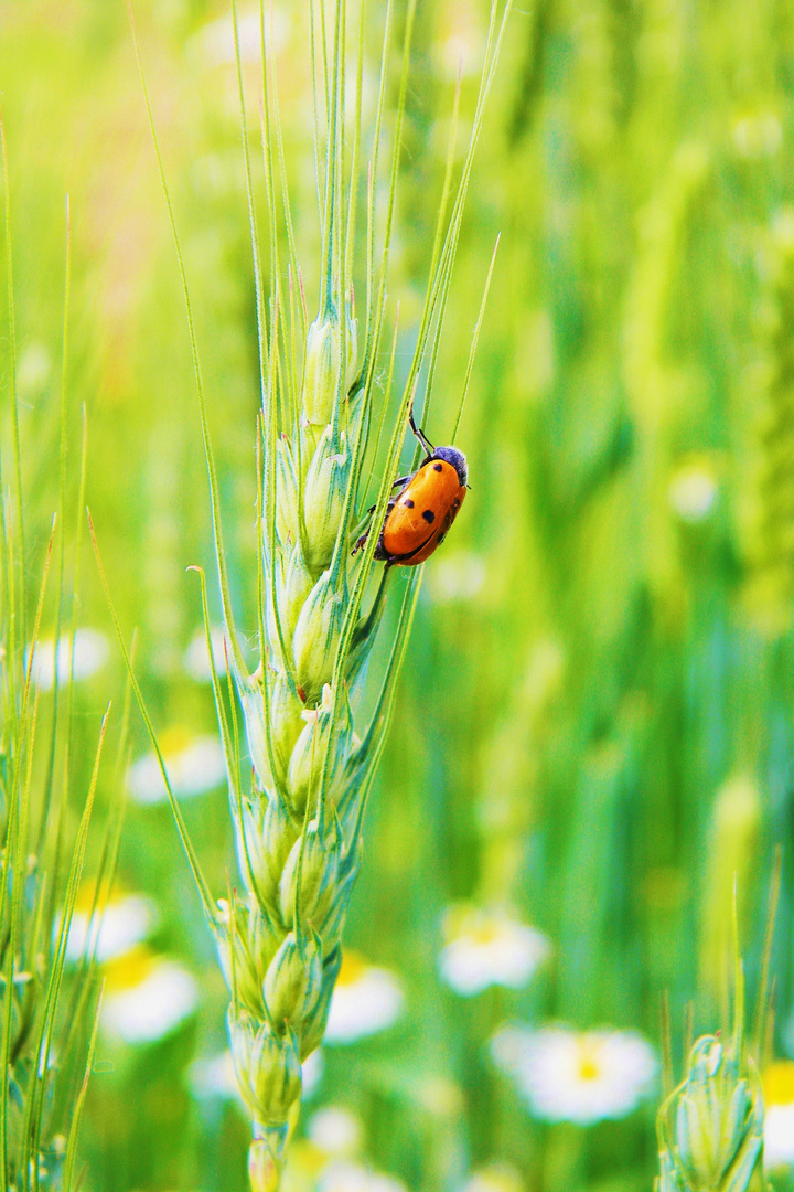 Coccinella 2