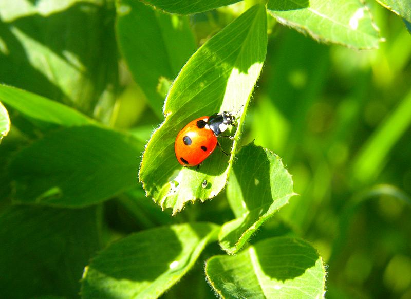 Coccinella