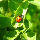 Coccinella