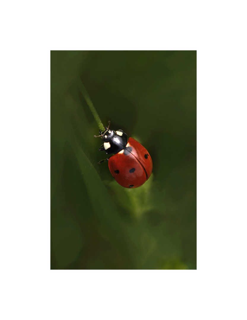 Coccinella....