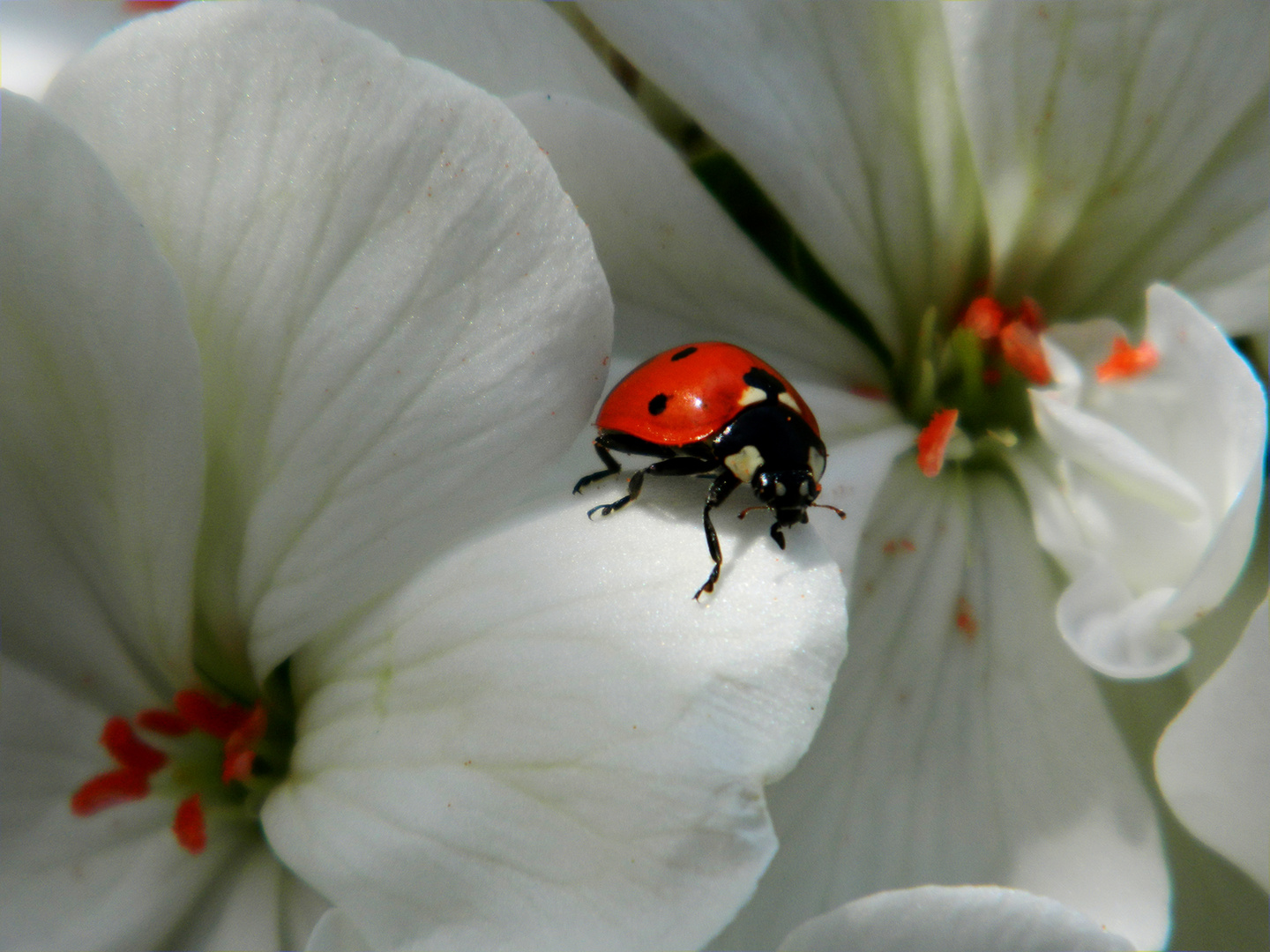 coccinella