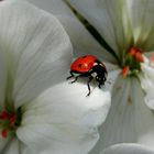 coccinella