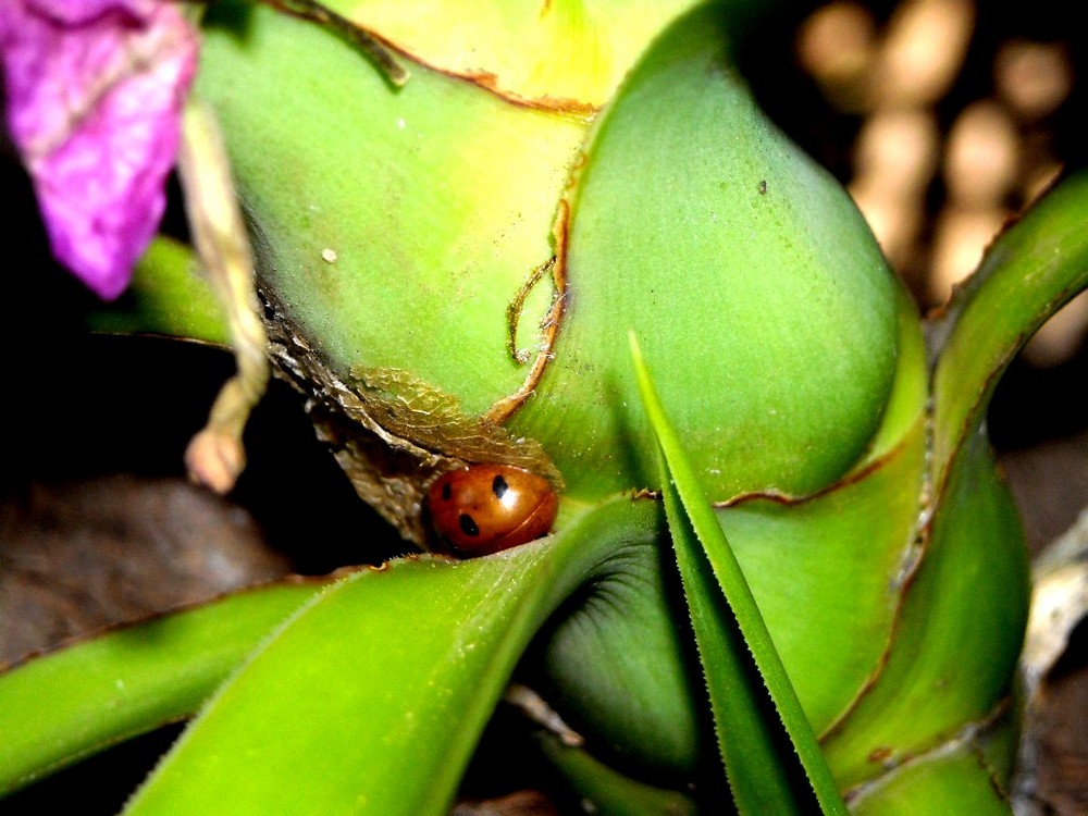 COccinellA.