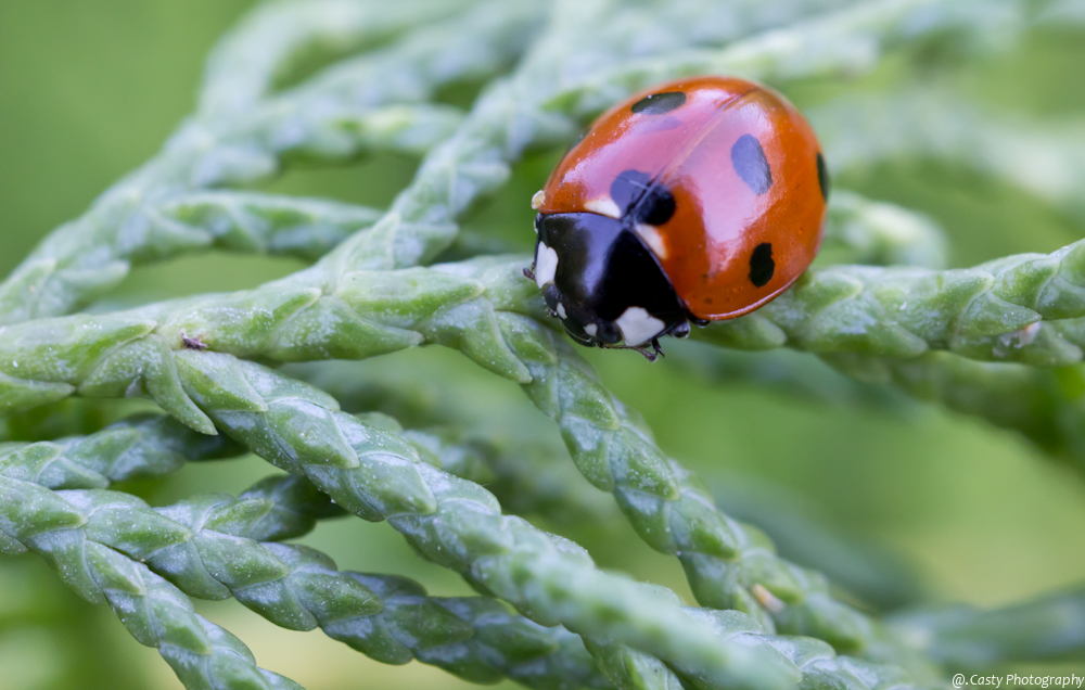 Coccinella