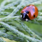 Coccinella