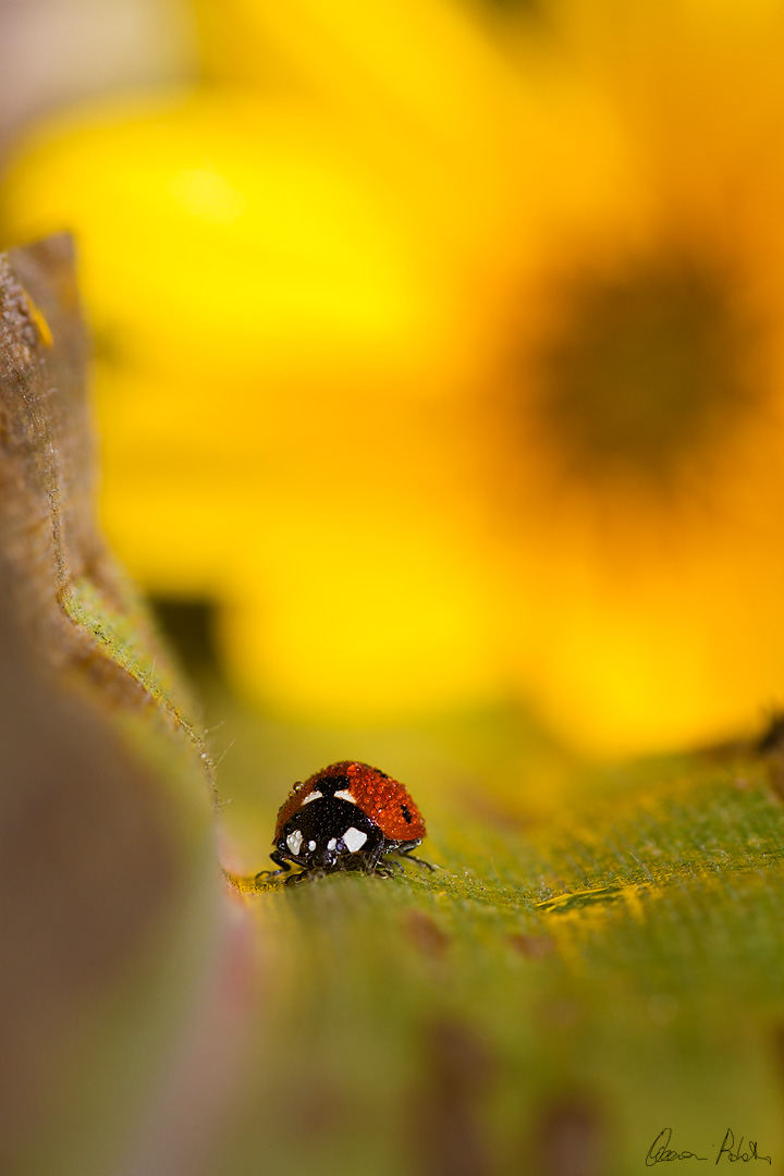 Coccinella