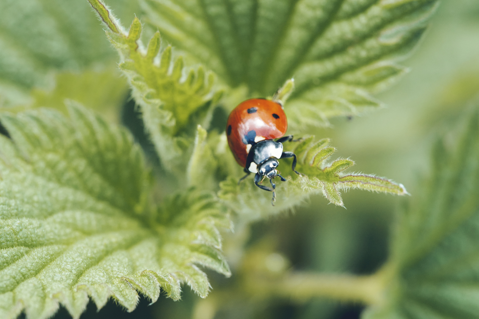 Coccinella