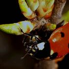 Coccinella