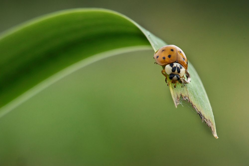 coccinella