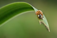 coccinella