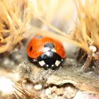 Coccinella