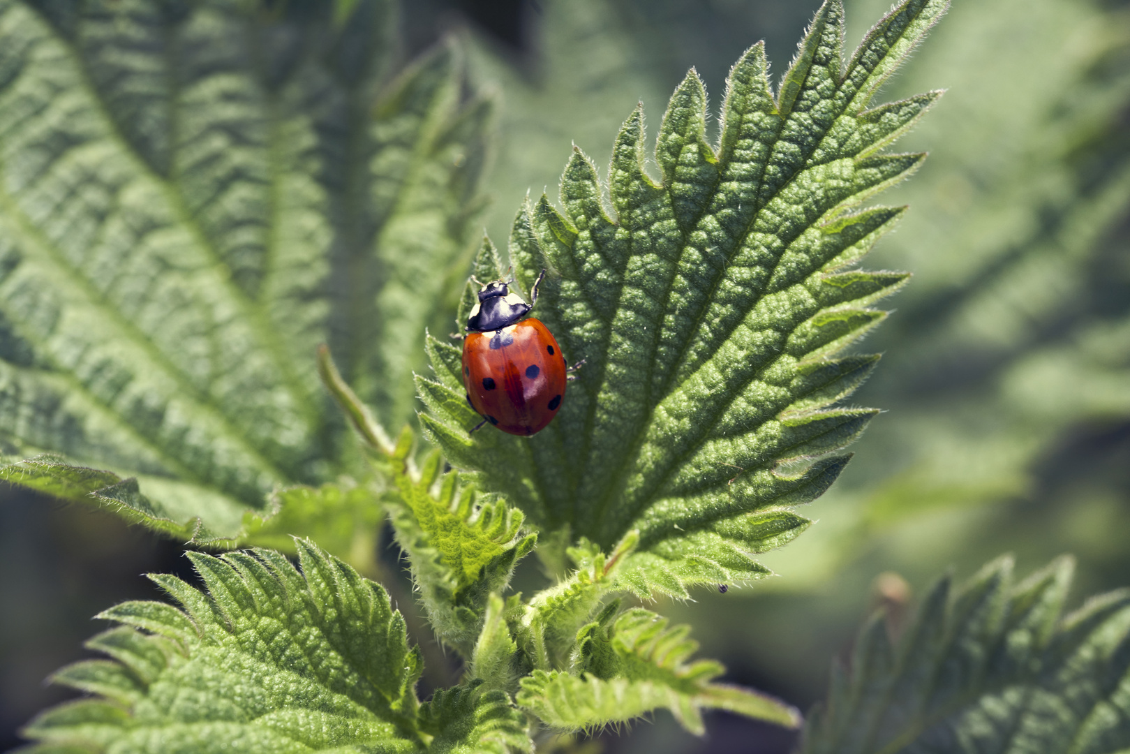 Coccinella