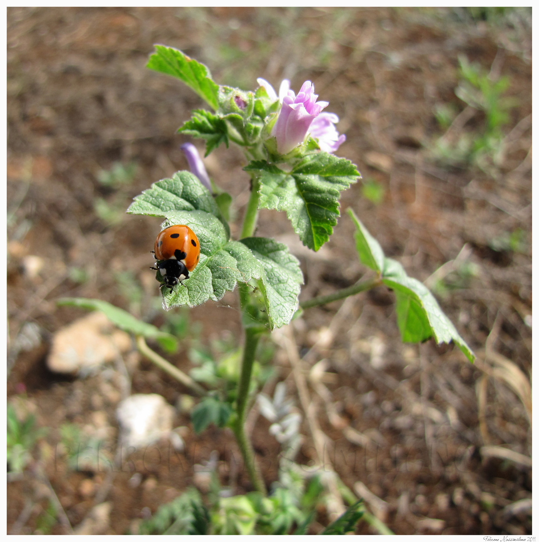 coccinella