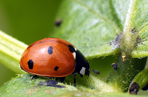 Coccinella