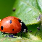 Coccinella