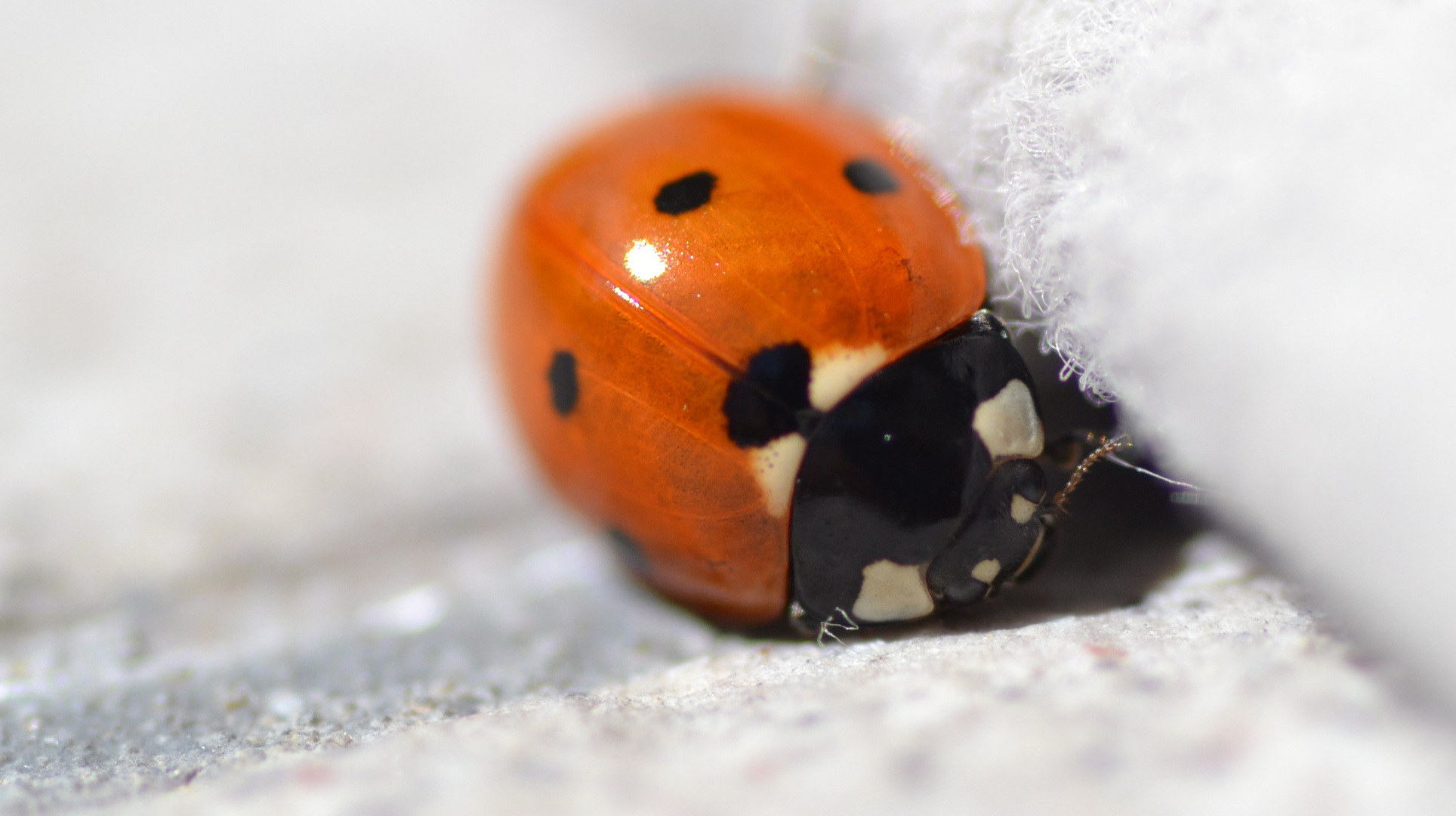 Coccinella.