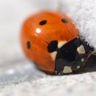 Coccinella.