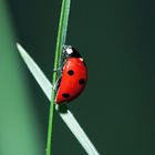 Coccinella