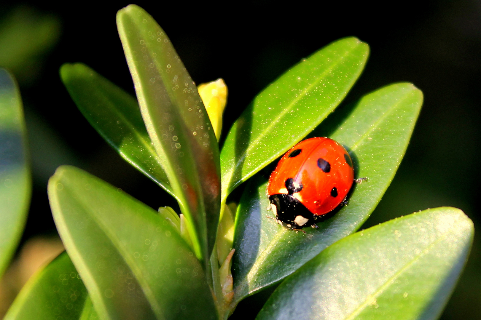 Coccinella