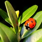 Coccinella