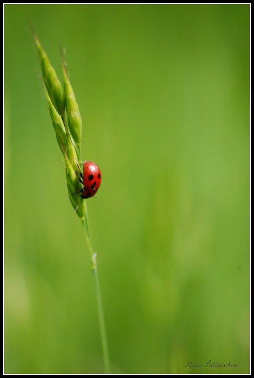 coccinella