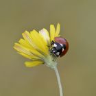 coccinella