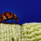 Coccinella