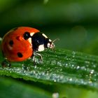 coccinella