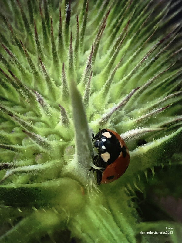 coccinella