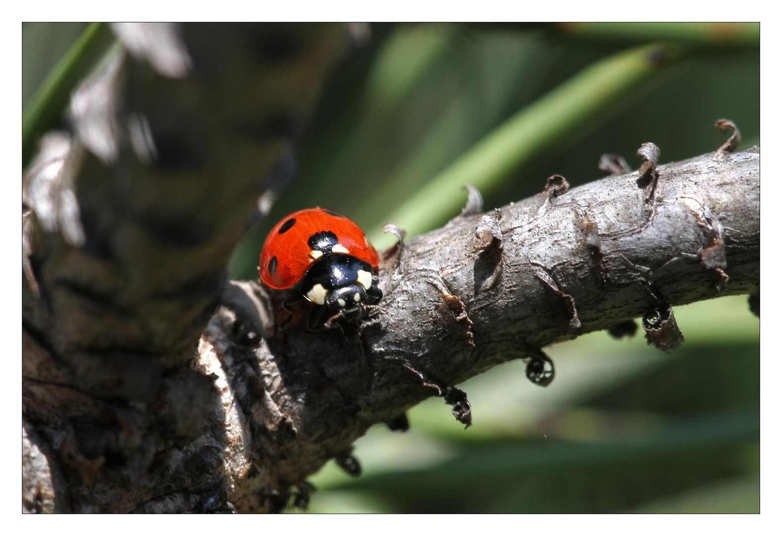 Coccinella