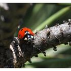 Coccinella