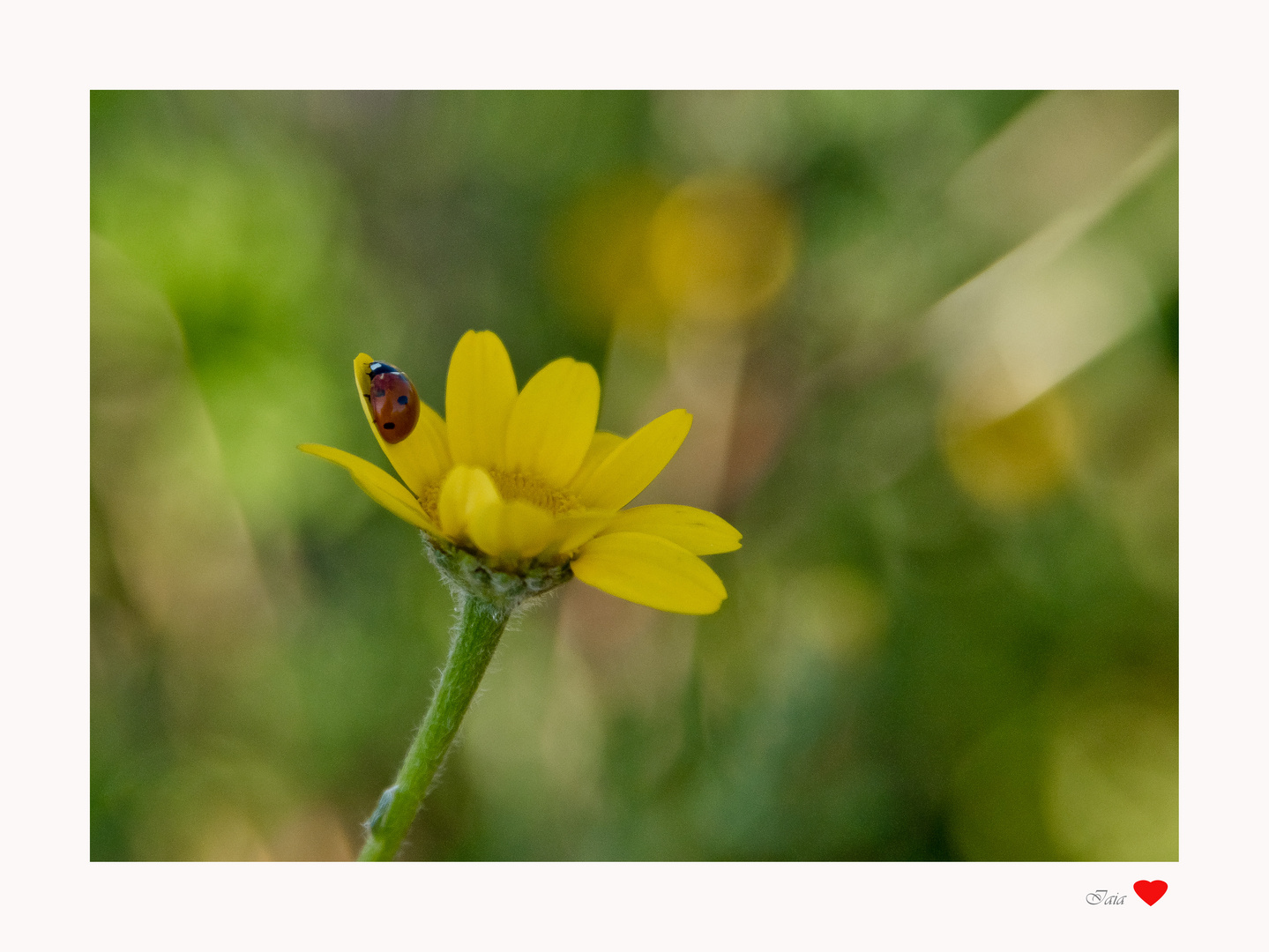 Coccinella 