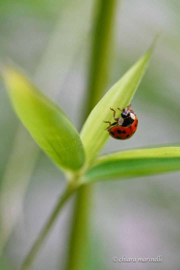 Coccinella